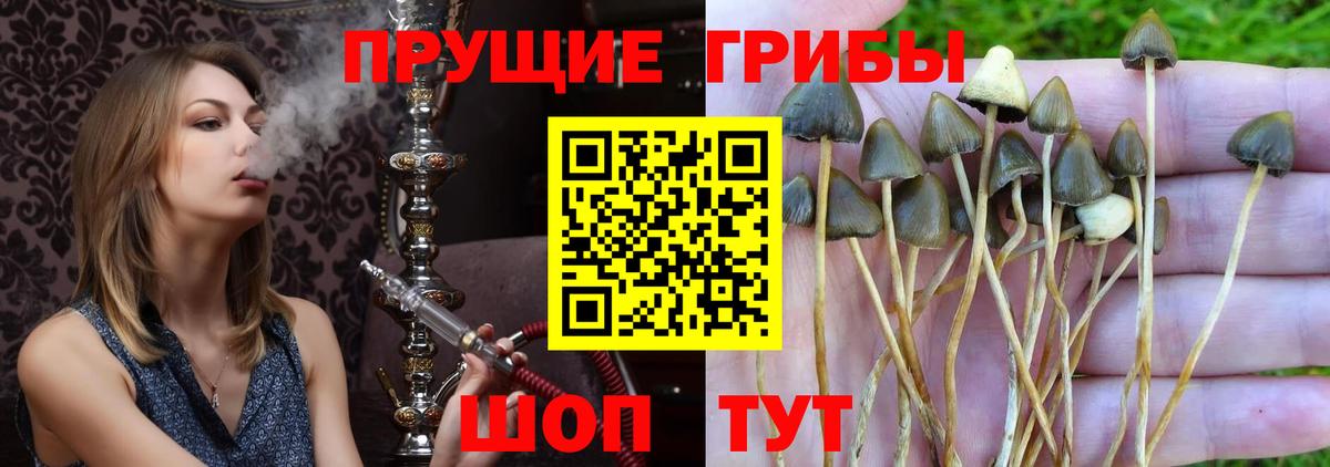 Псилоцибиновые грибы GOLDEN TEACHER Первоуральск